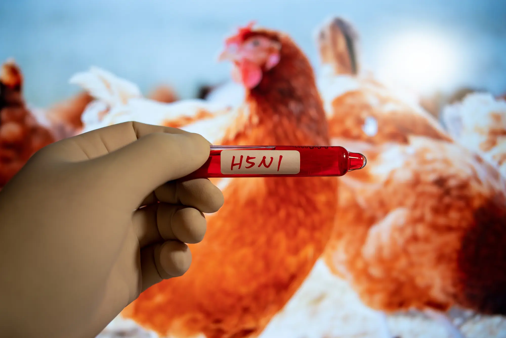 photo of chickens and a vial labeled H5N1